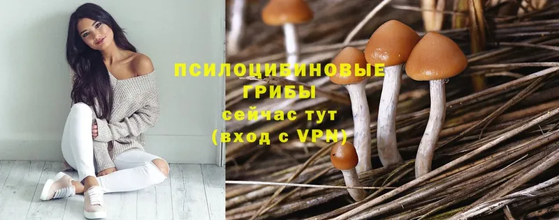 Галлюциногенные грибы Psilocybine cubensis  Чистополь 